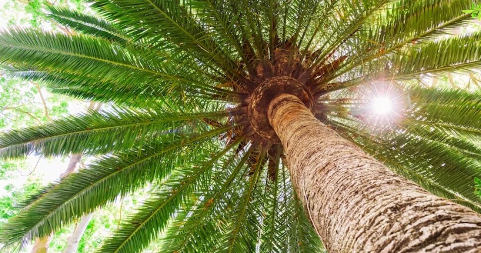 Saiba tudo sobre o palmito extraído da palmeira real